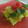 Somya Gupta's cooksnap of when they made Khandvi.