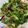 Cooksnap của Minh Hayes khi họ làm theo món Salad cải mầm 🥗🍙