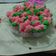 Cooksnap dari elly santy untuk resep BoLu Kukus Mekar Cantik TANPA SODA