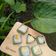 Cooksnap dari Any untuk resep Talam Nangka Thailand