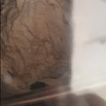 El cooksnap de Pauli Villaseñor cuando hizo Pan Amasado en Panificadora.