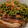El cooksnap de Daniel González cuando hizo Guisantes con costilla.