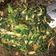 Cooksnap dari Vera Novianty Budiman untuk resep Tumis Teri Daun Pepaya