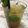 El cooksnap de Irene-Guirao cuando hizo Mojito Cubano.