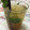 El cooksnap de Irene-Guirao cuando hizo Mojito Cubano.