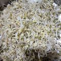 Cooksnap dari Alfiah Nur Isnaeni untuk resep Tauge / kecambah, homemade