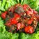 Cooksnap dari Tya_Kitchen untuk resep Dendeng Balado Basah
