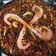 El cooksnap de David Barreno Serrano cuando hizo Fideuá con calamares, pulpo y gambas.