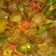 Cooksnap dari Dapur Madame untuk resep Kikil Sapi Pedas Manis