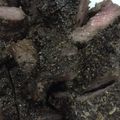 Cooksnap dari MALLCOY untuk resep Steak Sapi Teflon Sehat