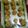 ChefNandani Kumari's cooksnap of when they made Mamra laddoo.