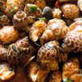 Cooksnap dari Nqtha meyland untuk resep Kerang macan saos padang