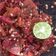 Cooksnap dari mamamemasak untuk resep Sambal Terasi Mentah