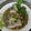 Cooksnap Mizzanem semasa beliau membuat Siakap Steam Ala Thai.