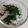 LeiAnja吃飯日記 的 小卷炒蒜苗(簡單料理) cooksnap