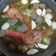 Cooksnap dari eddy anang siregar untuk resep Sop Bakso