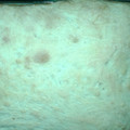 sbooten4's cooksnap of when they made No Knead Bread.