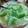 喜樂瑪瑪 的 蒜香絲瓜 cooksnap