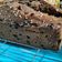 Cooksnap dari Chelly untuk resep Vegan Banana Bread (Bolu Pisang Vegan)