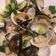 賴小孟 的 蒜香炒蛤蜊 cooksnap