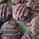 Cooksnap dari Ummu Wafa untuk resep Kukis Coklat Kacang Wijen Gluten Free, Eggless!
