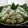 Cooksnap dari Eni's Kitchen untuk resep Resep klepon ketan isi gula jawa empuk dan lembut