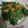 趙蓓蒂 的 燙青菜 cooksnap