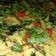 Meena Chudasama's cooksnap of when they made ઇન્સ્ટન્ટ ખમણ ઢોકળા.