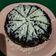 Cooksnap dari Lee Jaewook untuk resep Milo Bolu Kukus Magic Com