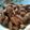 Cooksnap dari irma untuk resep Krengsengan Daging Sederhana