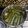 Cooksnap dari Fira untuk resep Ketimus /Lemet Singkong