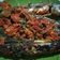 Cooksnap dari Rizky untuk resep Pepes layang tanpa daun