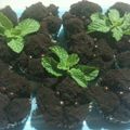 Cooksnap dari Rael Widayati untuk resep Brownies kukus tepung beras (eggless)