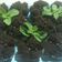 Cooksnap dari Rael Widayati untuk resep Brownies kukus tepung beras (eggless)