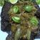 Cooksnap dari Sri Ramadani untuk resep Paru Sapi Cabe Ijo #kitaberbagi