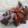 Cooksnap dari Aruna untuk resep Daging sapi gongso / sate goreng