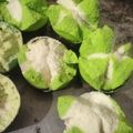 Cooksnap dari Uswatun Hasanah untuk resep Bolu Kukus mekar Soda