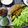 Cooksnap Diana Roselyne semasa beliau membuat Miang Pla Talapia Hitam Dengan Sos Hijau Thai.