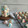Cooksnap dari Syafa Syifa untuk resep Meringue Cookies (permen putih telur) alias Schumpjes
