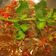 El cooksnap de Alheniel (LAB Humo y Grasa) cuando hizo Ropa Vieja.