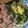 Angela Mertoyono's cooksnap of when they made Stir-fried Lettuce with Egg.