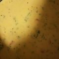 Kacey Davis- Leterski's cooksnap of when they made Broccoli and cheese soup..