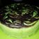 Cooksnap dari Eni Nurhayati untuk resep Bolu pandan kukus lembut gak seret