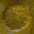 El cooksnap de Valeria González cuando hizo Pan de elote tipo cupcakes.