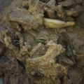 Cooksnap dari Eny Kusuma untuk resep Gepuk daging sapi sederhana