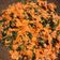 Cooksnap dari echyvedder untuk resep Urap Sayur