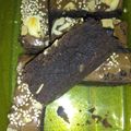 Cooksnap dari nalazeldan untuk resep Chocolate Brownies