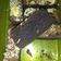Cooksnap dari nalazeldan untuk resep Chocolate Brownies