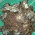 Cooksnap dari Heni Yuli Astuti untuk resep Ayam Ungkep Bumbu Lengkuas