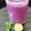 Dipal Parmar's cooksnap of when they made જાંબુ શોર્ટ્સ (Jamun Shots Recipe In Gujarati).